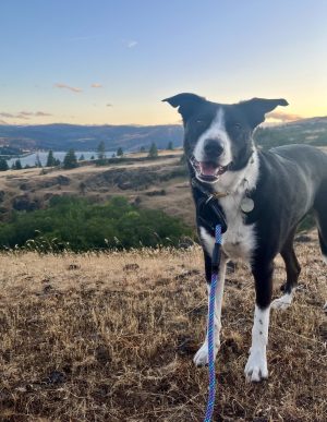Border Collie Mix Dog For Adoption In Portland Oregon – Meet Olaf
