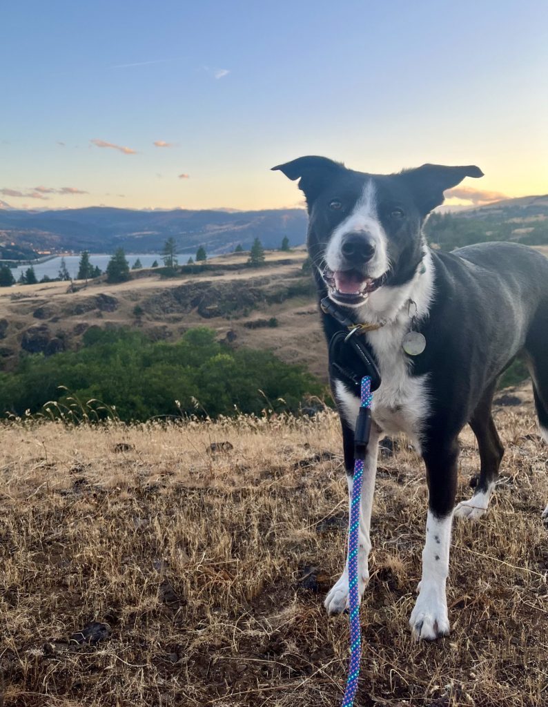 Border collie dog for adoption in portland or (lyle, wa) – meet olaf