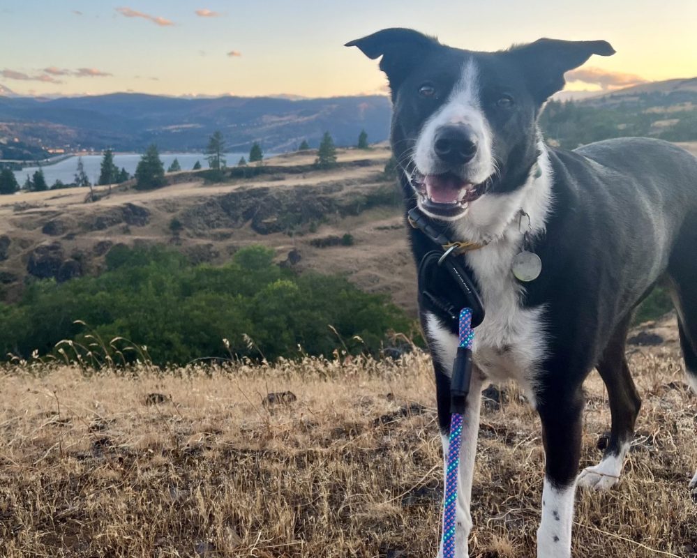 Border Collie Dog for Adoption in Portland OR (Lyle, WA) – Meet Olaf