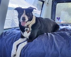 Border collie for adoption in oregon