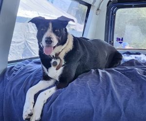 border collie for adoption in oregon Photo border collie for adoption in oregon