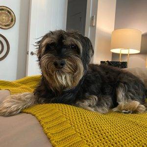 Morkie Adoption Brooklyn NY Adopt Oliver