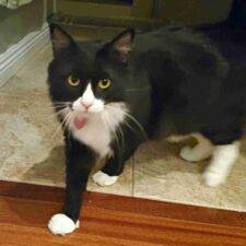 Stunning Longhair Tuxedo Cat For Adoption In San Jose California – Supplies Included – Adopt Oliver