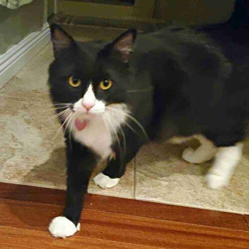 Stunning Longhair Tuxedo Cat For Adoption in San Jose California – Supplies Included – Adopt Oliver