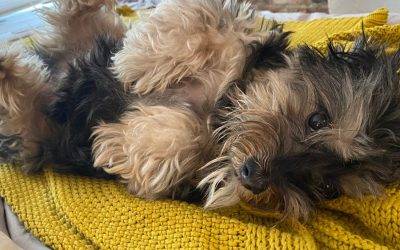 Sweet Morkie (Maltese x Yorkshire Terrier Mix) for Adoption in Brooklyn NY – Supplies Included – Adopt Oliver