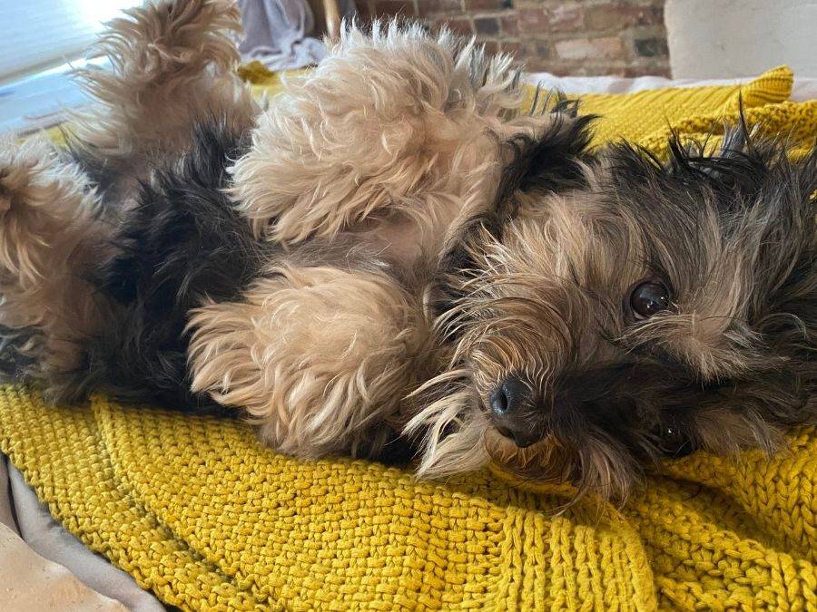 Sweet morkie (maltese x yorkshire terrier mix) for adoption in brooklyn ny – supplies included – adopt oliver