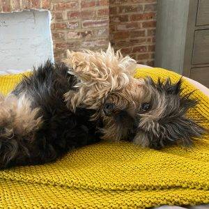 Morkie Adoption Brooklyn NY Adopt Oliver