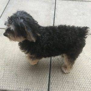 Morkie Adoption Brooklyn NY Adopt Oliver
