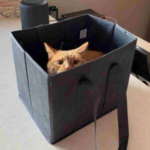 Orange tabby cat for adoption in edmonton ab 3 (6)
