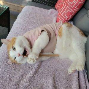 Orange Tabby Cat Adoption Memphis TN