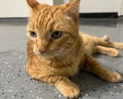 Orange tabby maine coon mix adoption san diego