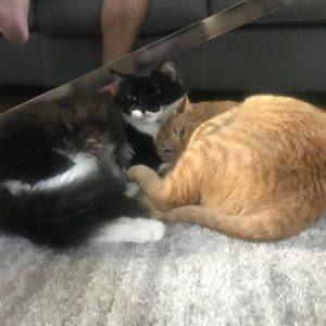 Handsome orange tabby and maine coon mix cats for adoption in san diego ca – adopt catsby & ellington