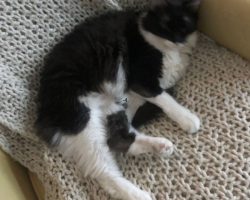 Orange tabby maine coon mix adoption san diego