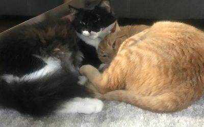 Handsome Orange Tabby and Maine Coon Mix Cats for Adoption in San Diego CA – Adopt Catsby & Ellington
