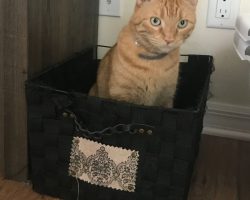 Orange tabby maine coon mix adoption san diego