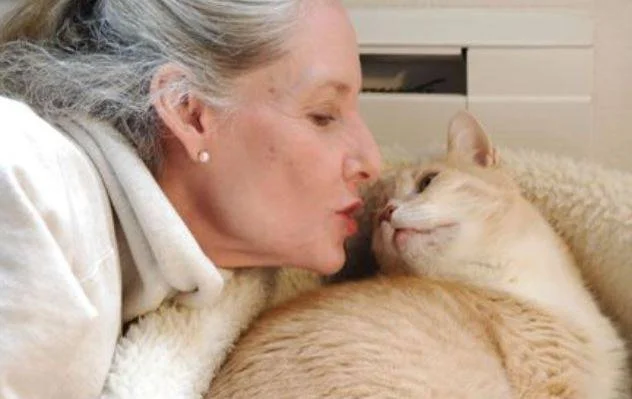 owner to owner cat adoptions