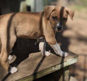 Boxer mix puppy for adoption near dallas ft worth in denton texas – adopt pacho