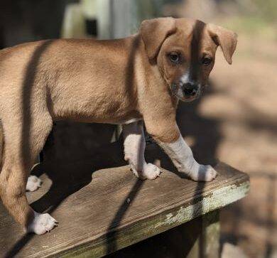 Boxer Mix Puppy for Adoption Near Dallas Ft Worth in Denton Texas – Adopt Pacho