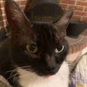 Short haired tuxedo cat adoption spring hill fl adopt peepers