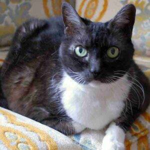 Short haired tuxedo cat adoption spring hill fl adopt peepers
