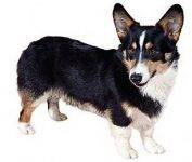 Pembroke-welsh-corgi4 – Pet Rehoming Network