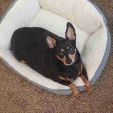 Sweet Miniature Pinscher (MinPin) Dog For Adoption In Dayton Ohio – Supplies Included – Adopt Pepper