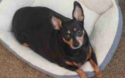 Sweet miniature pinscher (minpin) dog for adoption in dayton ohio – supplies included – adopt pepper