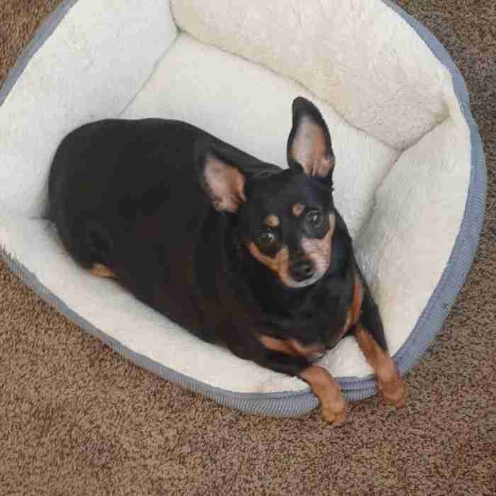 Sweet Miniature Pinscher (MinPin) Dog For Adoption in Dayton Ohio – Supplies Included – Adopt Pepper