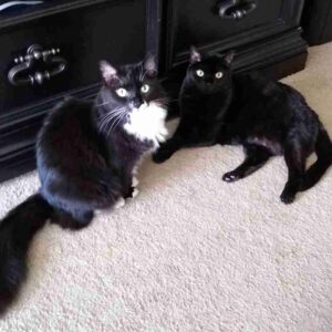 Bonded black and tuxedo cats for adoption atlanta ga adopt pepper and saltee