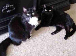 Black Cats For Adoption In Georgia