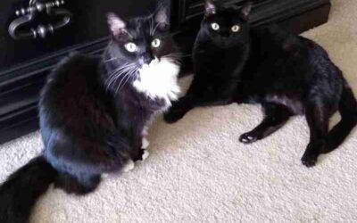 Bonded Black and Tuxedo Cats For Adoption in Atlanta GA – Supplies Included – Adopt Pepper and Saltee