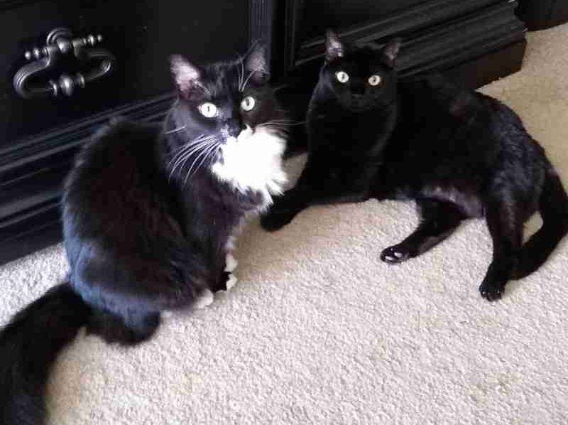 Bonded Black and Tuxedo Cats for Adoption Atlanta GA Adopt Pepper and Saltee