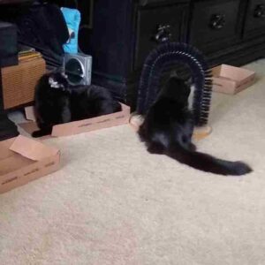 Bonded black and tuxedo cats for adoption atlanta ga adopt pepper and saltee