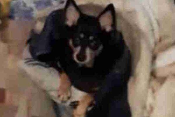 Sweet Miniature Pinscher (MinPin) Dog For Adoption In Dayton Ohio – Supplies Included – Adopt Pepper