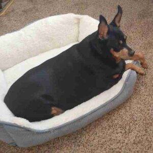 Minpin dog adoption dayton oh adopt pepper