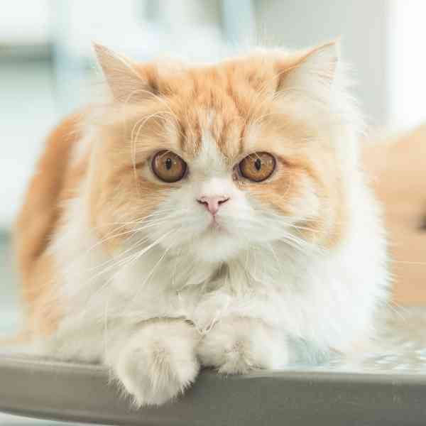 persian cat photo