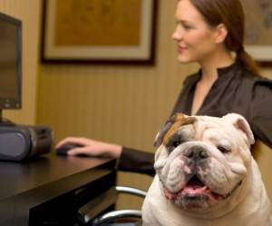 Pet rehoming services throughout usa and canada