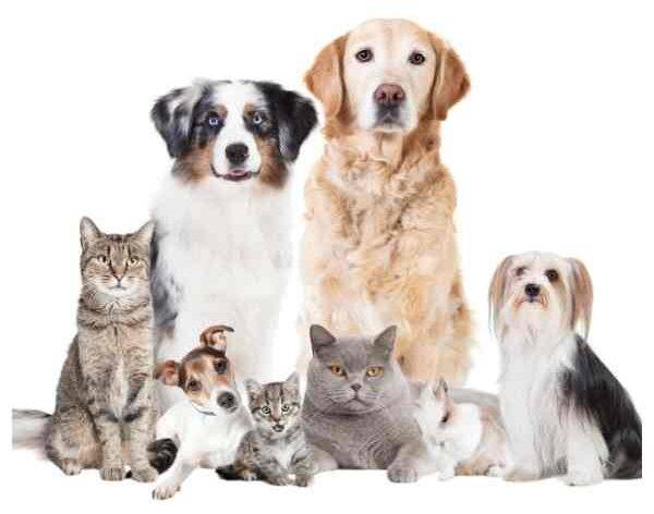 photo showing a group of dogs and cats