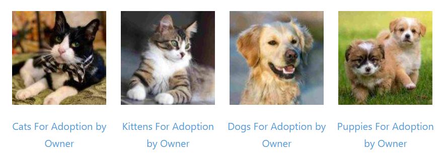 Pets for adoption near you