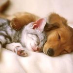 Cute puppy and kitten having a nap together