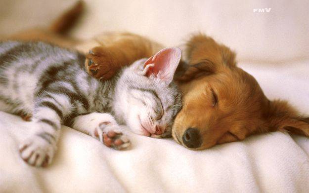 Cute puppy and kitten having a nap together