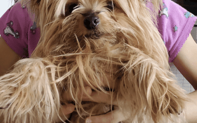 Adopt a Yorkshire Terrier (Yorkie) in Brooklyn NY – Meet Chelsea