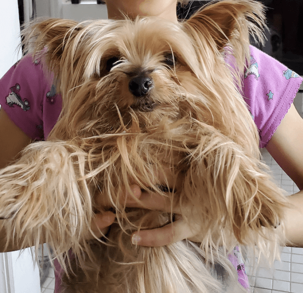 Yorkshire Terrier Yorkie For Adoption in Brooklyn NY