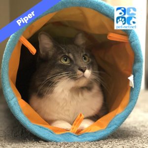 Piper is a white and grey tabby cat for adoption in oceanside ca