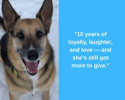 German shepherd mix dog for adoption