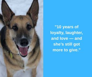 german shepherd mix dog for adoption