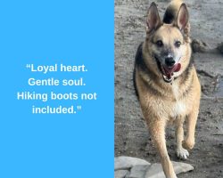 German shepherd mix dog for adoption