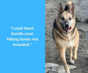 german shepherd mix dog for adoption