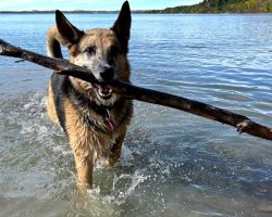German shepherd mix dog for adoption