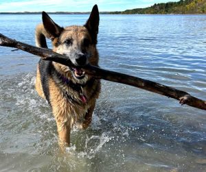 german shepherd mix dog for adoption